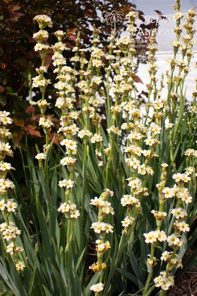 Sisyrinchium striatum - La pépinière d'Agnens