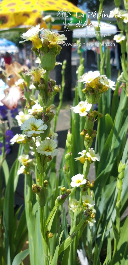 Sisyrinchium striatum - La pépinière d'Agnens