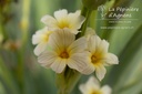 Sisyrinchium striatum - La pépinière d'Agnens