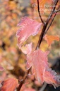 Spiraea x vanhouttei - La pépinière d'Agnens