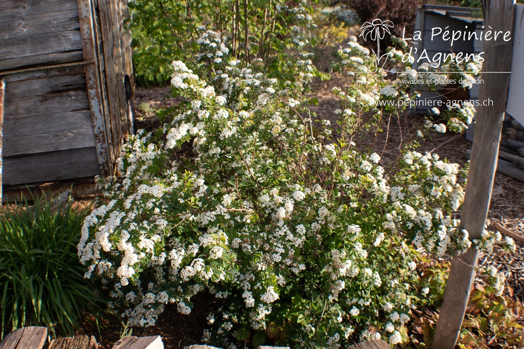 Spiraea x vanhouttei - La pépinière d'Agnens