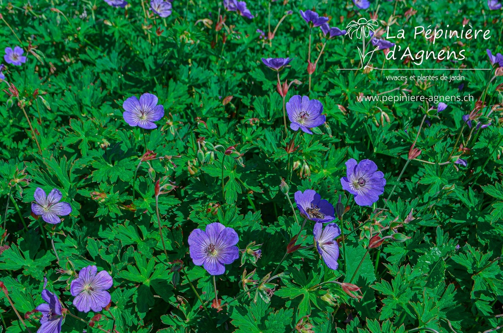 Geranium hybride 'Rozanne'®- la Pépinière d'Agnens