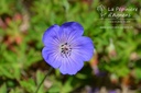 Geranium hybride 'Rozanne'®- la Pépinière d'Agnens