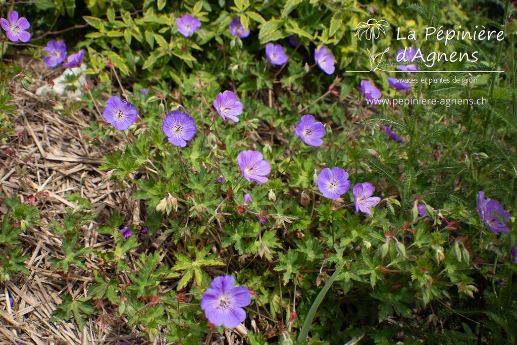 Geranium hybride 'Rozanne'® - La Pépinière d'Agnens