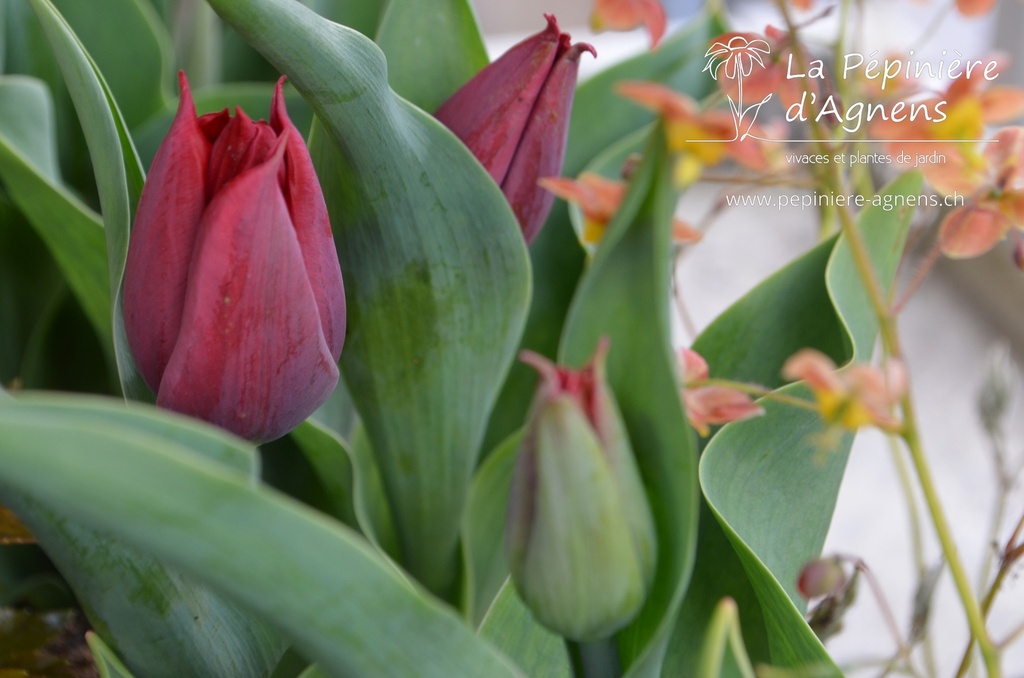 Tulipa triomphe 'Pallada' - La pépinière d'Agnens