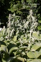 Stachys byzantina 'Primrose Heron' - La pépinière d'Agnens