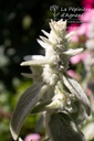 Stachys byzantina 'Primrose Heron' - La pépinière d'Agnens