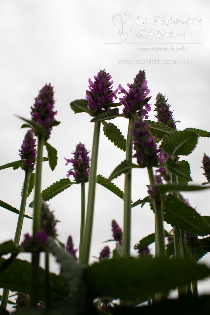 Stachys monnieri 'Hummelo' - La pépinière d'Agnens