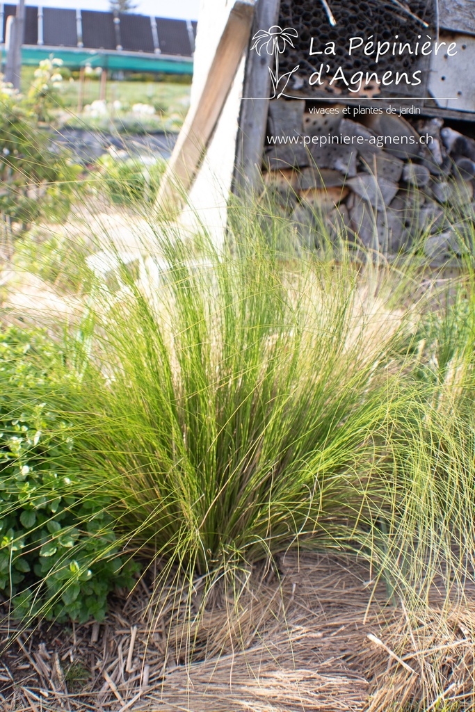 Stipa tenuissima - La pépinière d'Agnens