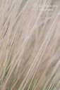 Stipa tenuissima - La pépinière d'Agnens