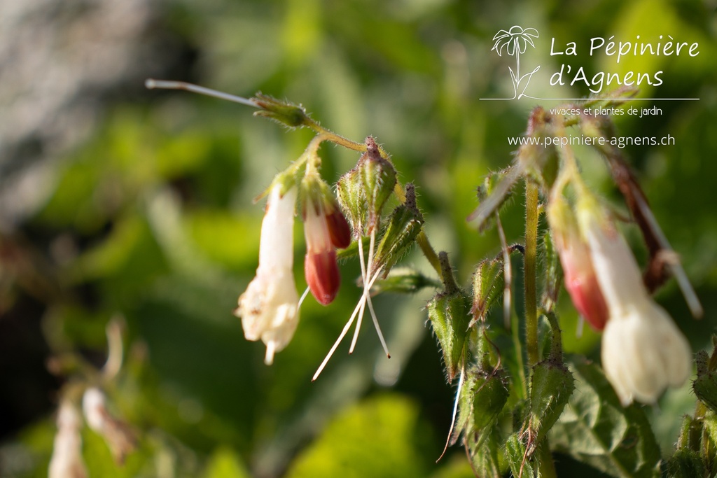 Symphytum officinale - La pépinière d'Agnens