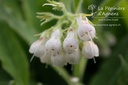 Symphytum officinale - La pépinière d'Agnens