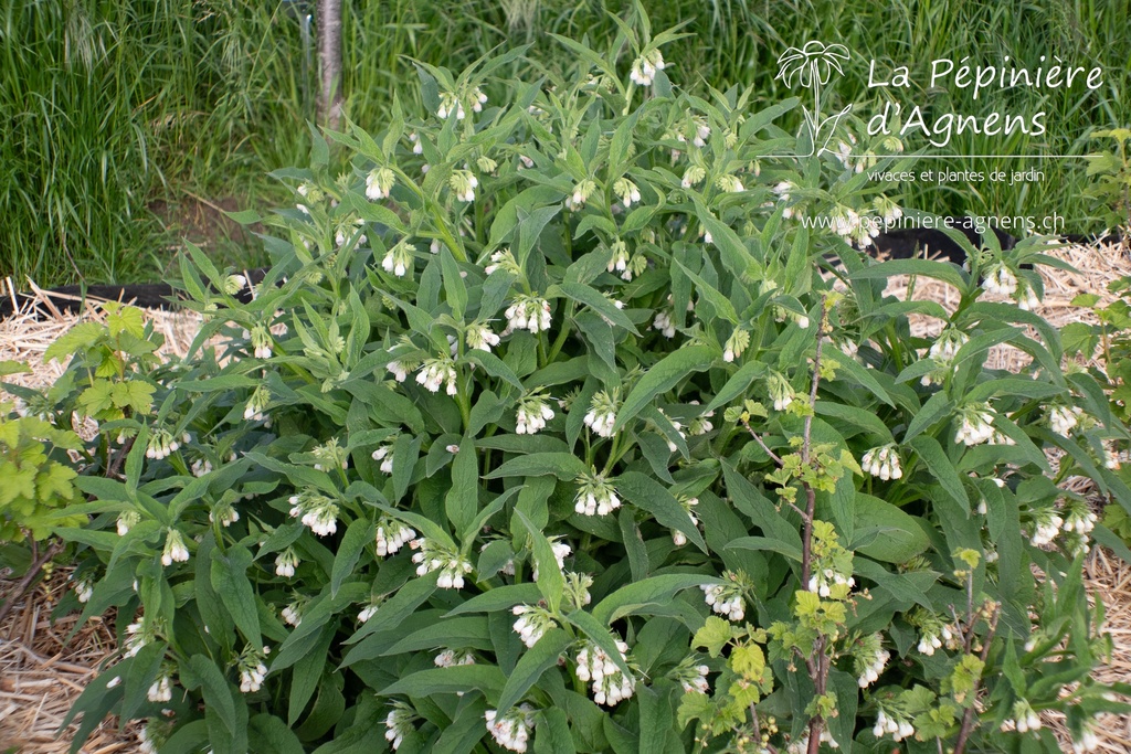 Symphytum officinale - La pépinière d'Agnens