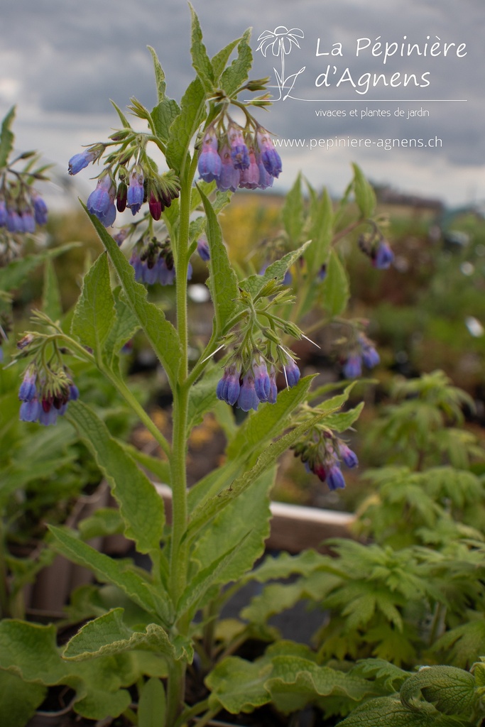 Symphytum officinale 'Bocking 14' - La pépinière d'Agnens