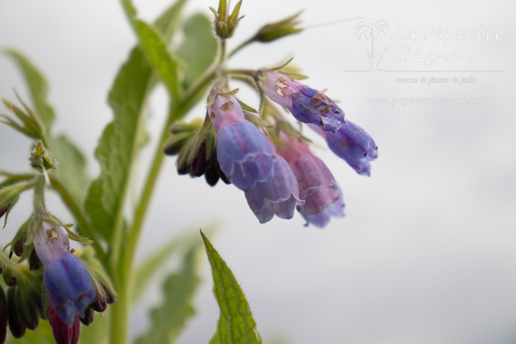 Symphytum officinale 'Bocking 14' - La pépinière d'Agnens