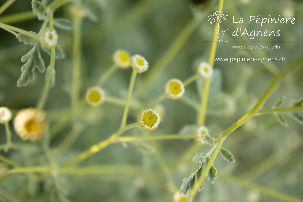 Tanacetum niveum 'Jackpot' - La pépinière d'Agnens