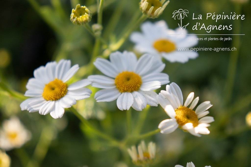 Tanacetum niveum 'Jackpot' - La pépinière d'Agnens