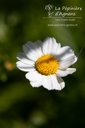 Tanacetum parthenium - La pépinière d'Agnens