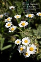 Tanacetum parthenium - La pépinière d'Agnens