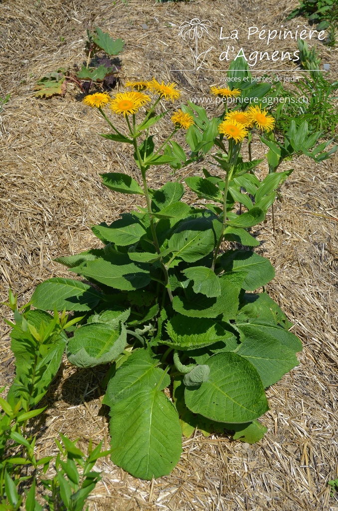 Telekia speciosa - La pépinière d'Agnens