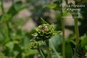 Telekia speciosa - La pépinière d'Agnens