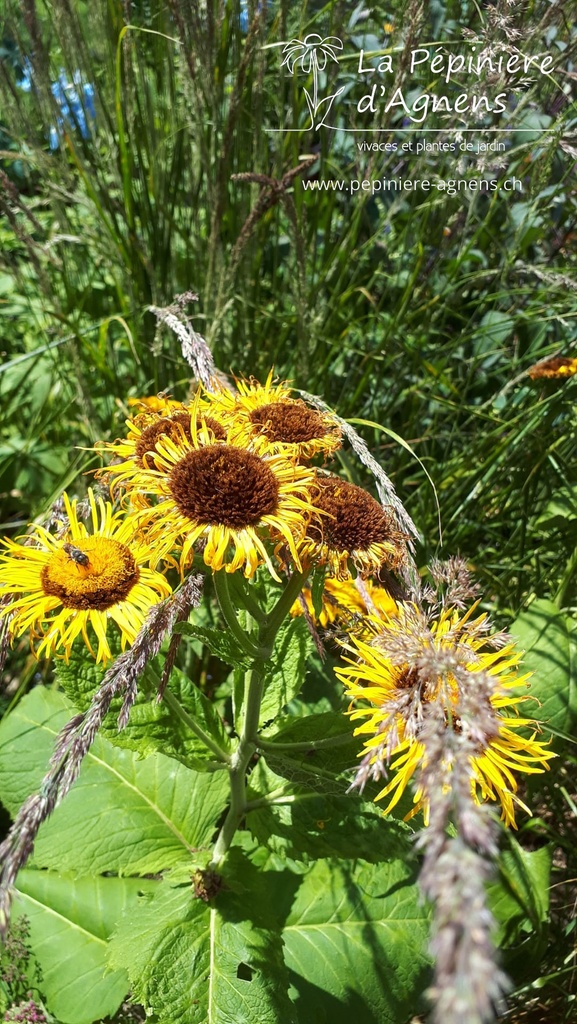 Telekia speciosa - La pépinière d'Agnens