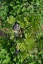 Thalictrum Cultivars 'Black Stockings' - La pépinière d'Agnens