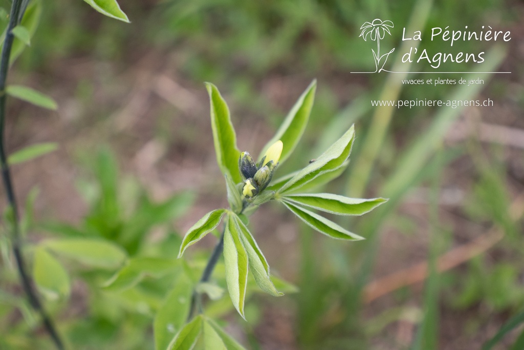 Thermopsis chinensis - La pépinière d'Agnens