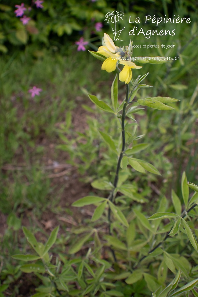 Thermopsis chinensis - La pépinière d'Agnens