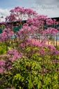 Thalictrum Cultivars 'Black Stockings' - La pépinière d'Agnens