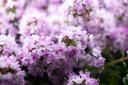 Thymus longicaulis 'Odoratus' - La pépinière d'Agnens