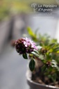 Thymus longicaulis 'Odoratus' - La pépinière d'Agnens