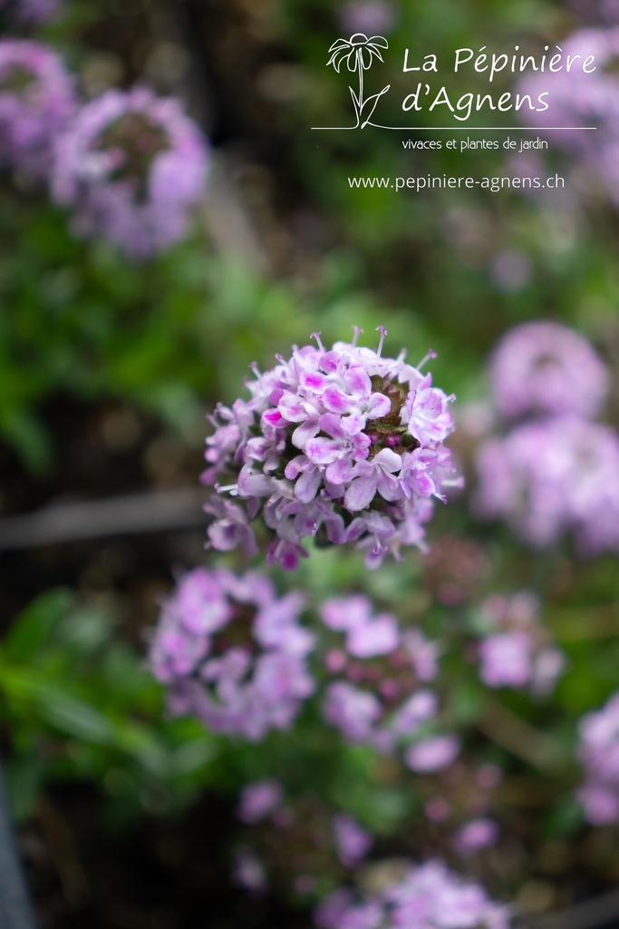 Thymus longicaulis 'Odoratus' - La pépinière d'Agnens