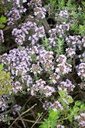 Thymus vulgaris 'Duftkissen' - La pépinière d'Agnens