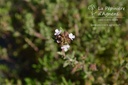 Thymus vulgaris 'Standard Winter' - La pépinière d'Agnens