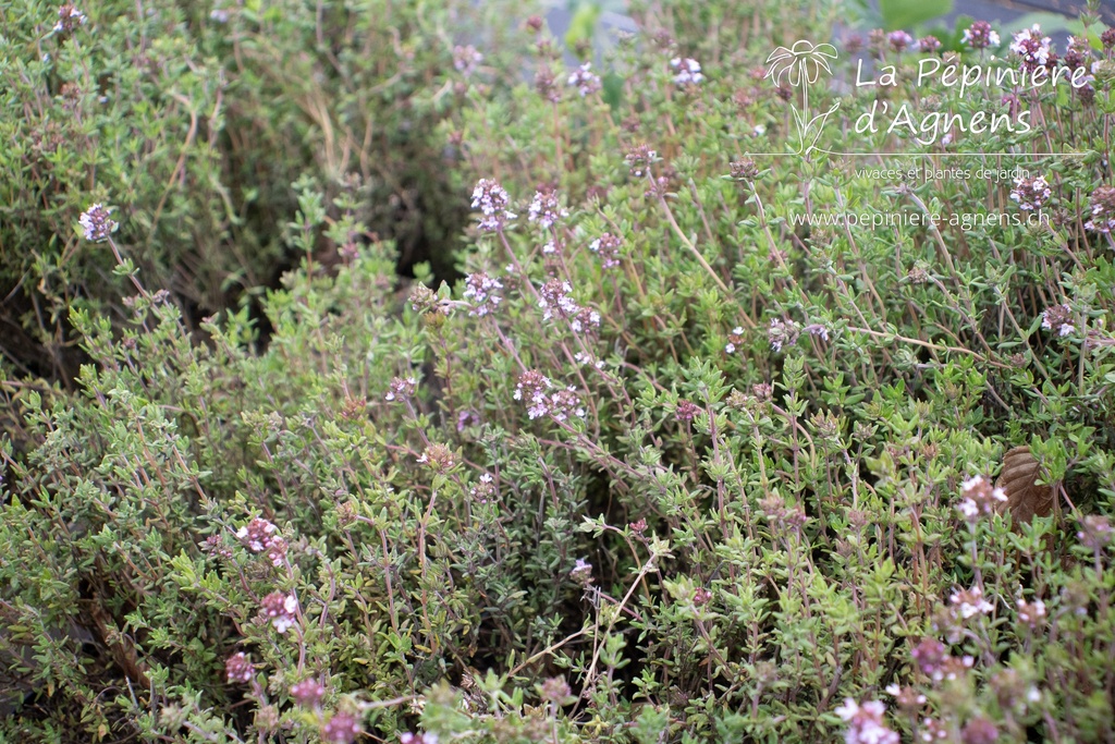 Thymus vulgaris 'Standard Winter' - La pépinière d'Agnens