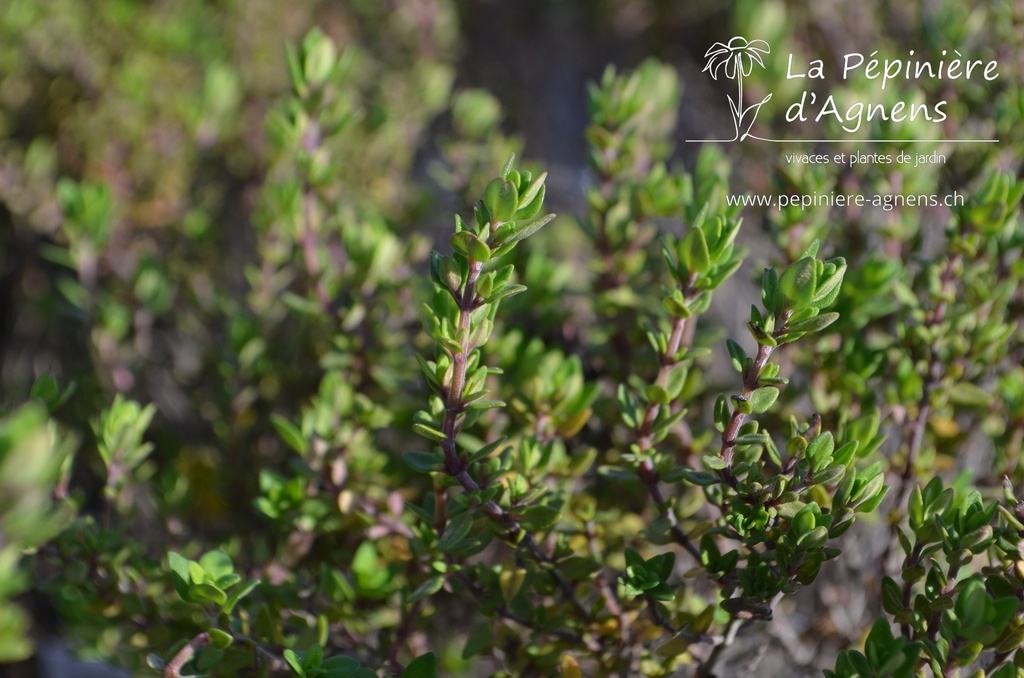 Thymus citriodorus (x) - La pépinière d'Agnens