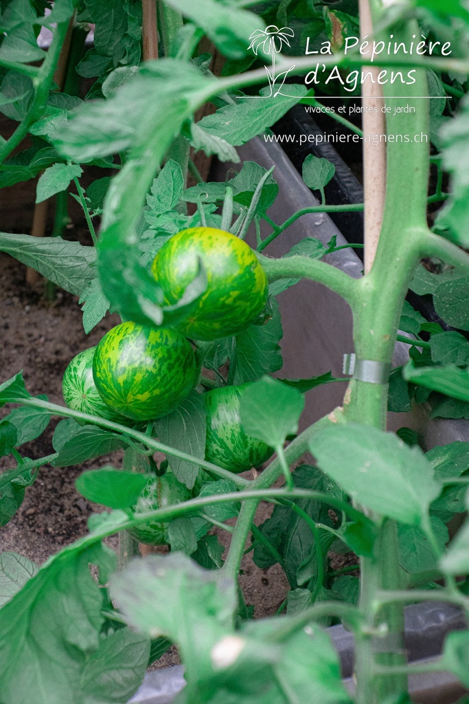 Tomate à fruits moyens 'Green Zebra' - La pépinière d'Agnens