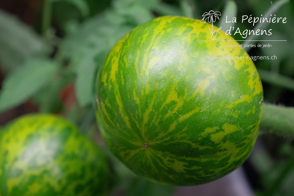 Tomate à fruits moyens 'Green Zebra' - La pépinière d'Agnens