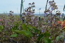 Trachystemon orientalis - La pépinière d'Agnens