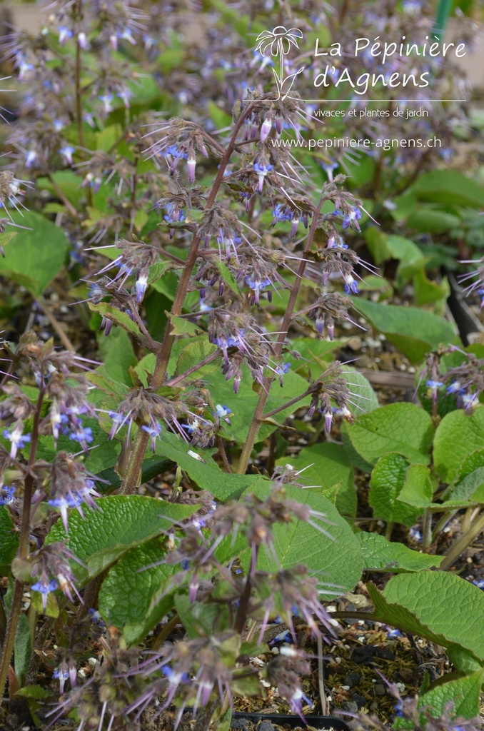 Trachystemon orientalis - La pépinière d'Agnens