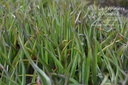 Tradescantia andersoniana (x) 'J.C. Weguelin' - La pépinière d'Agnens