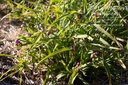 Tradescantia andersoniana (x) 'Rubra' - La pépinière d'Agnens