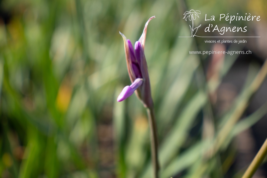 Tulbaghia violacea - La pépinière d'Agnens