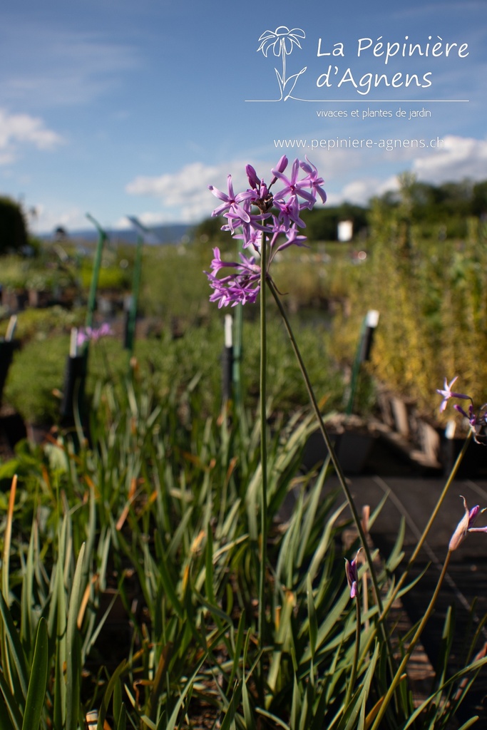 Tulbaghia violacea - La pépinière d'Agnens