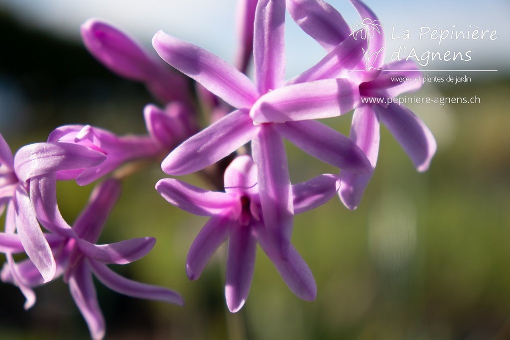 Tulbaghia violacea - La pépinière d'Agnens