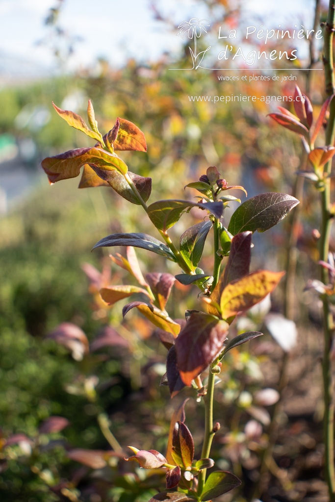 Vaccinium corymbosum 'Blue Crop' - La pépinière d'Agnens