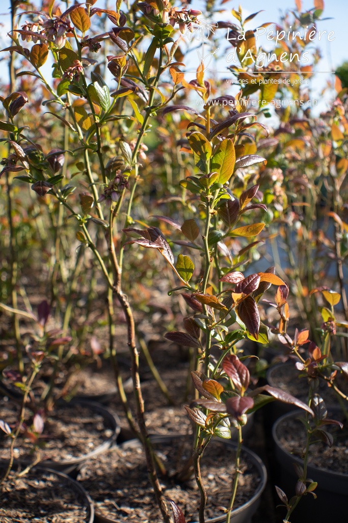 Vaccinium corymbosum 'Duke' - La pépinière d'Agnens