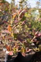 Vaccinium corymbosum 'Elisabeth' - La pépinière d'Agnens