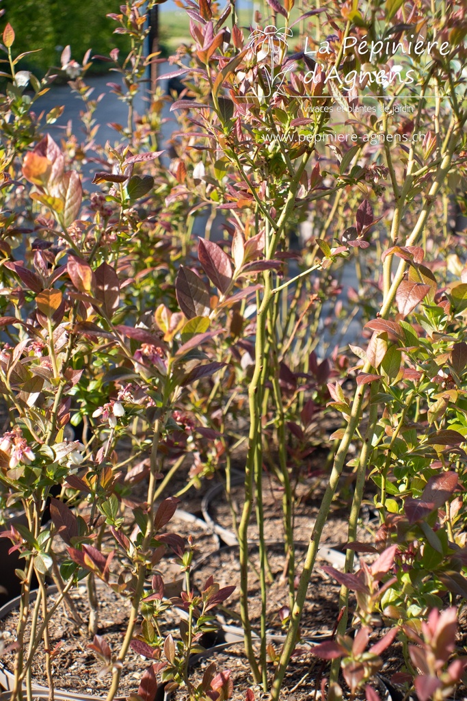 Vaccinium corymbosum 'Elisabeth' - La pépinière d'Agnens